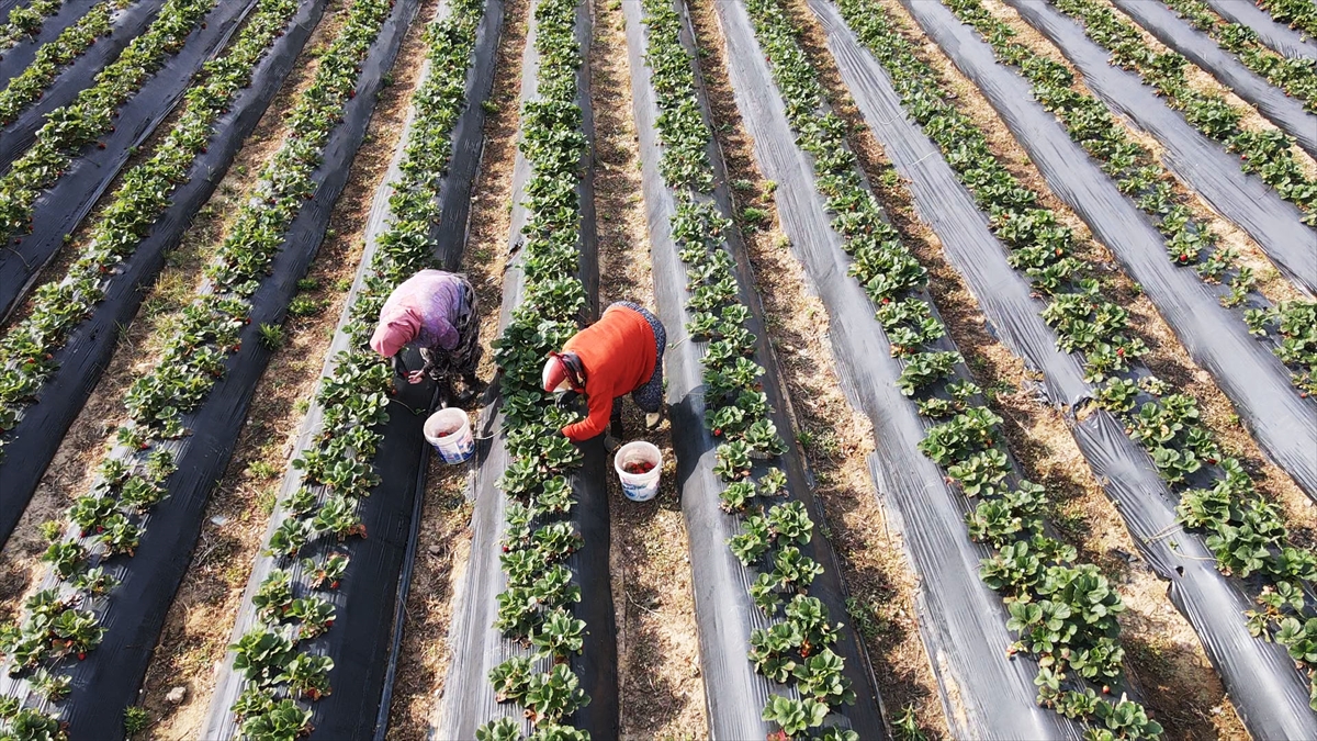 Muğla Çileği Projesi kırsalda üretim ve istihdamı artırdı