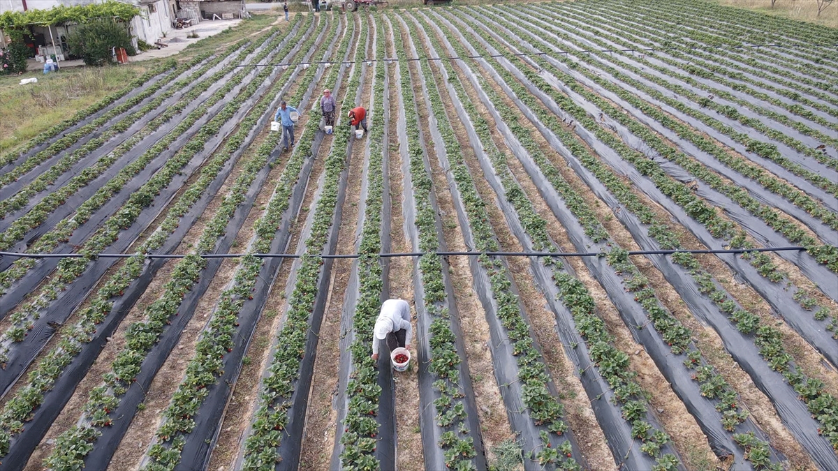Muğla Çileği Projesi kırsalda üretim ve istihdamı artırdı