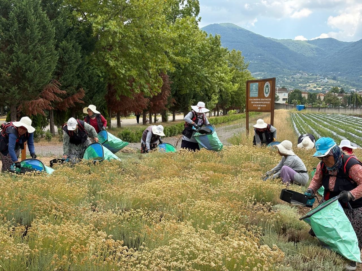 Kocaeli'de 41 tıbbi ve aromatik bitkinin hasadı tamamlandı