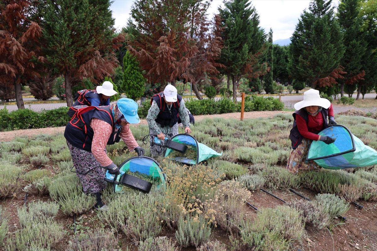 Kocaeli'de 41 tıbbi ve aromatik bitkinin hasadı tamamlandı