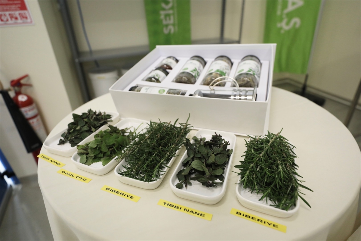 Kocaeli'de 41 tıbbi ve aromatik bitkinin hasadı tamamlandı