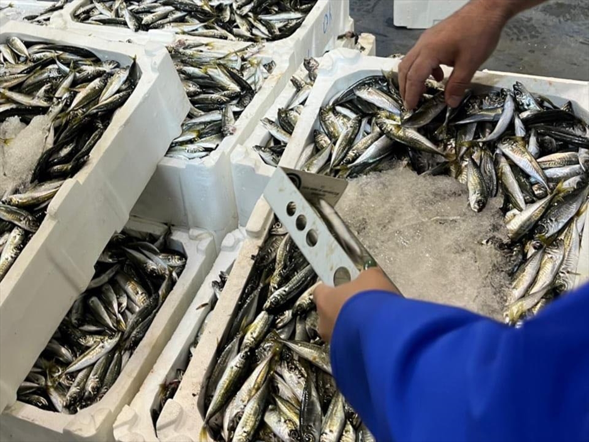 İzmir'de 241 kilogram yasa dışı avlanmış su ürününe el konuldu