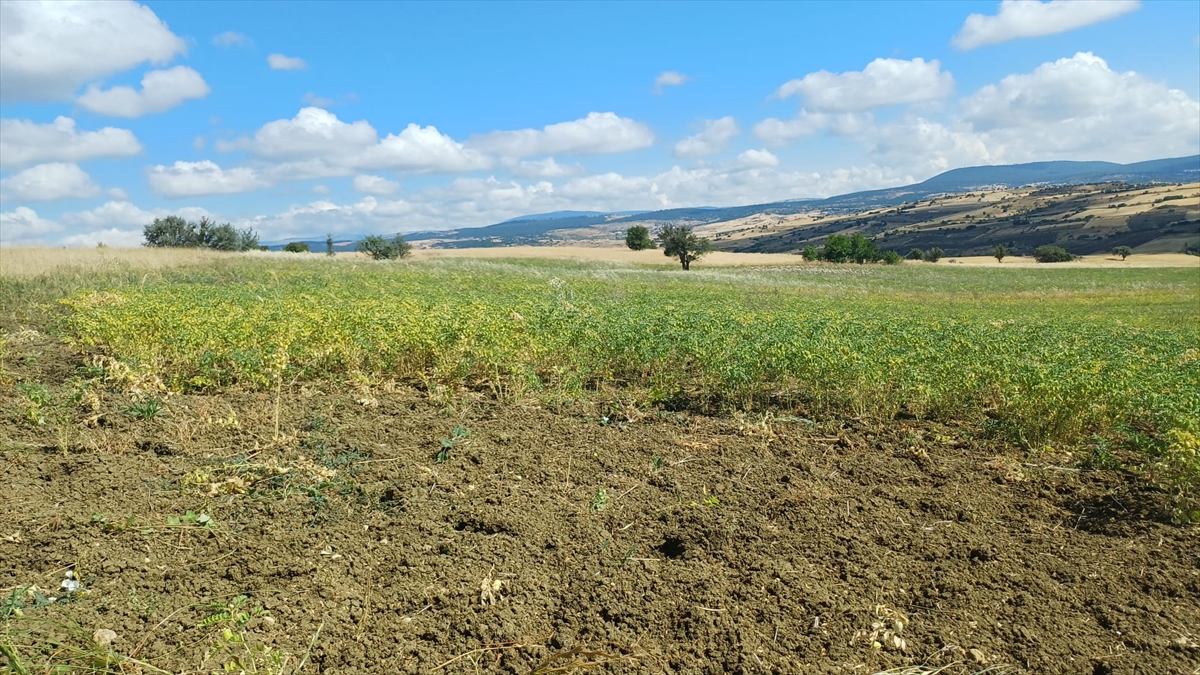 Denizli Ticaret Borsası: Yeni nohut çeşidi farklı illerde başarılı