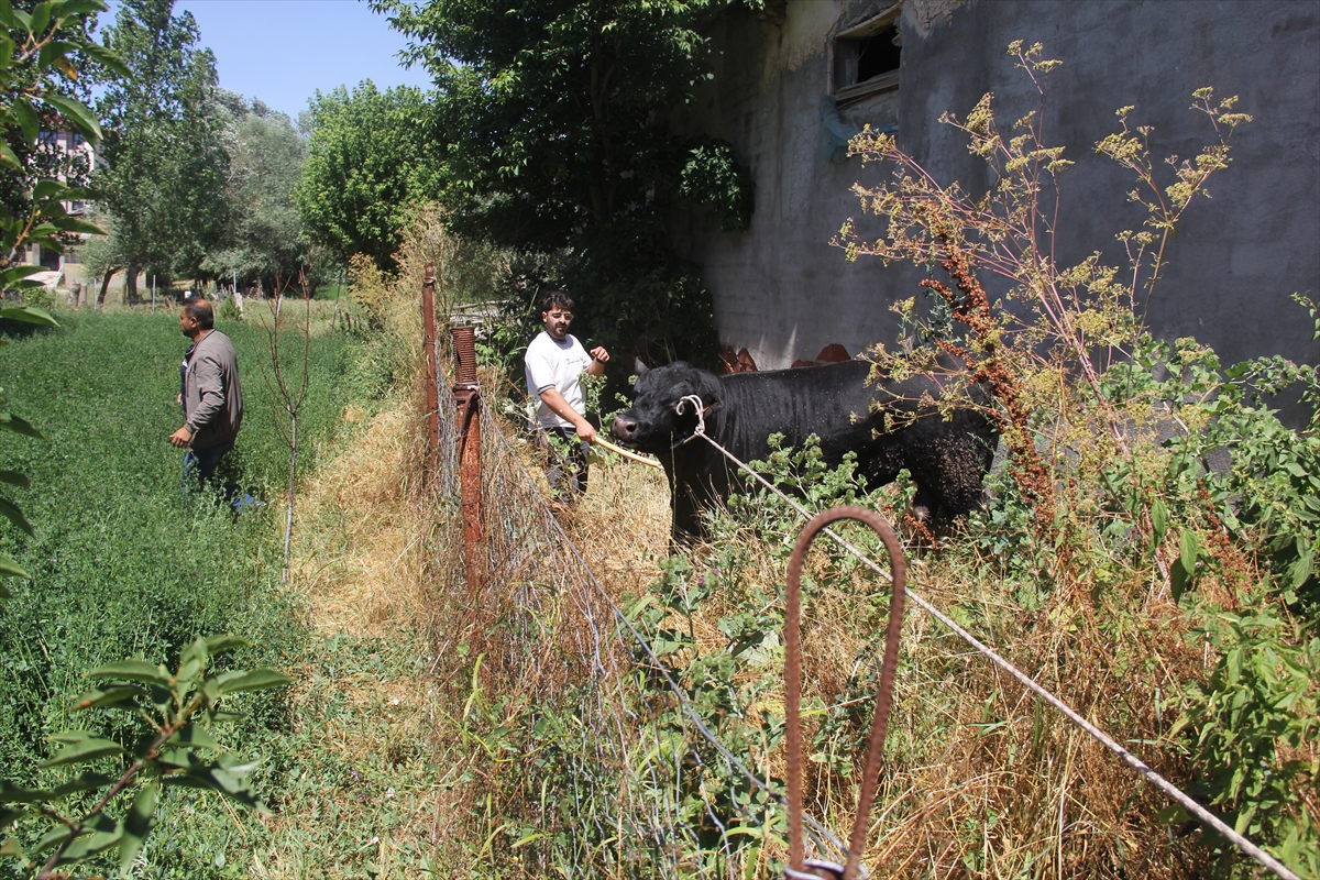 Sivas'ta kaçan angus boğa 2 saatlik kovalamacayla yakalandı