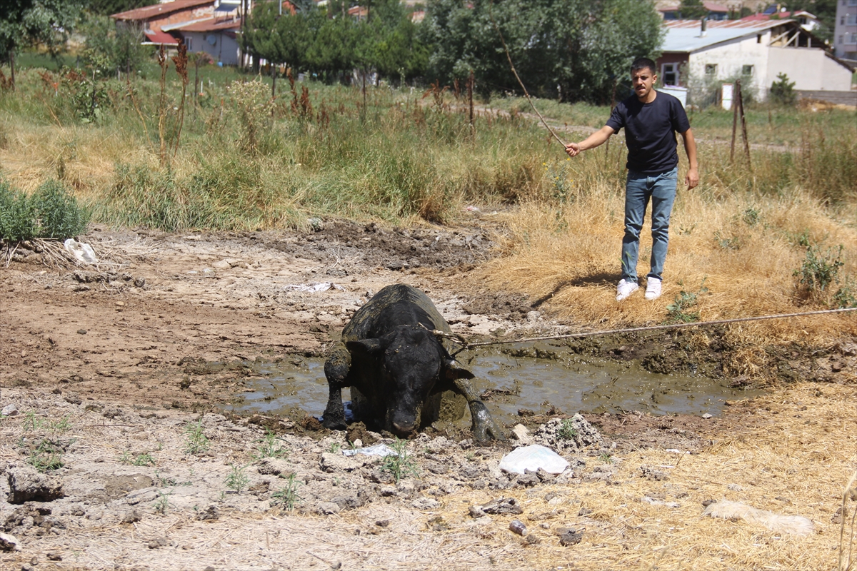 Sivas'ta kaçan angus boğa 2 saatlik kovalamacayla yakalandı