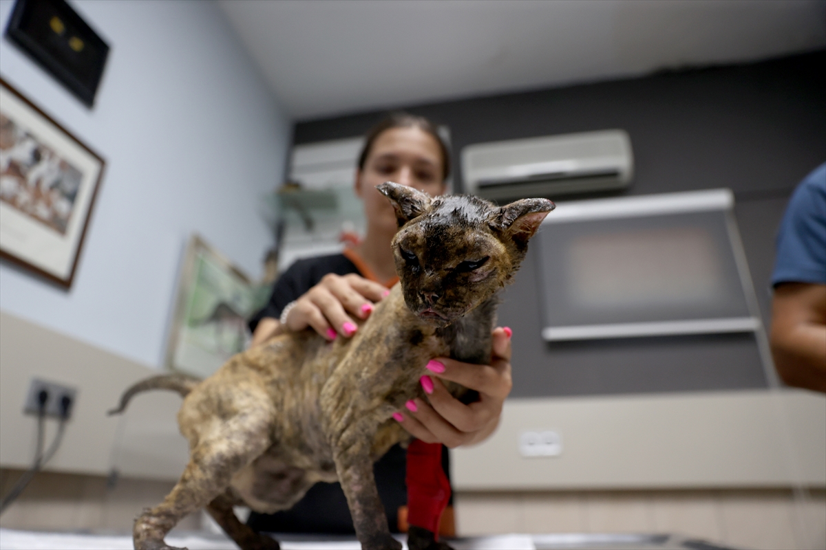 Veteriner Aslan: Luna alevlerden kaçıp yaşama tutundu