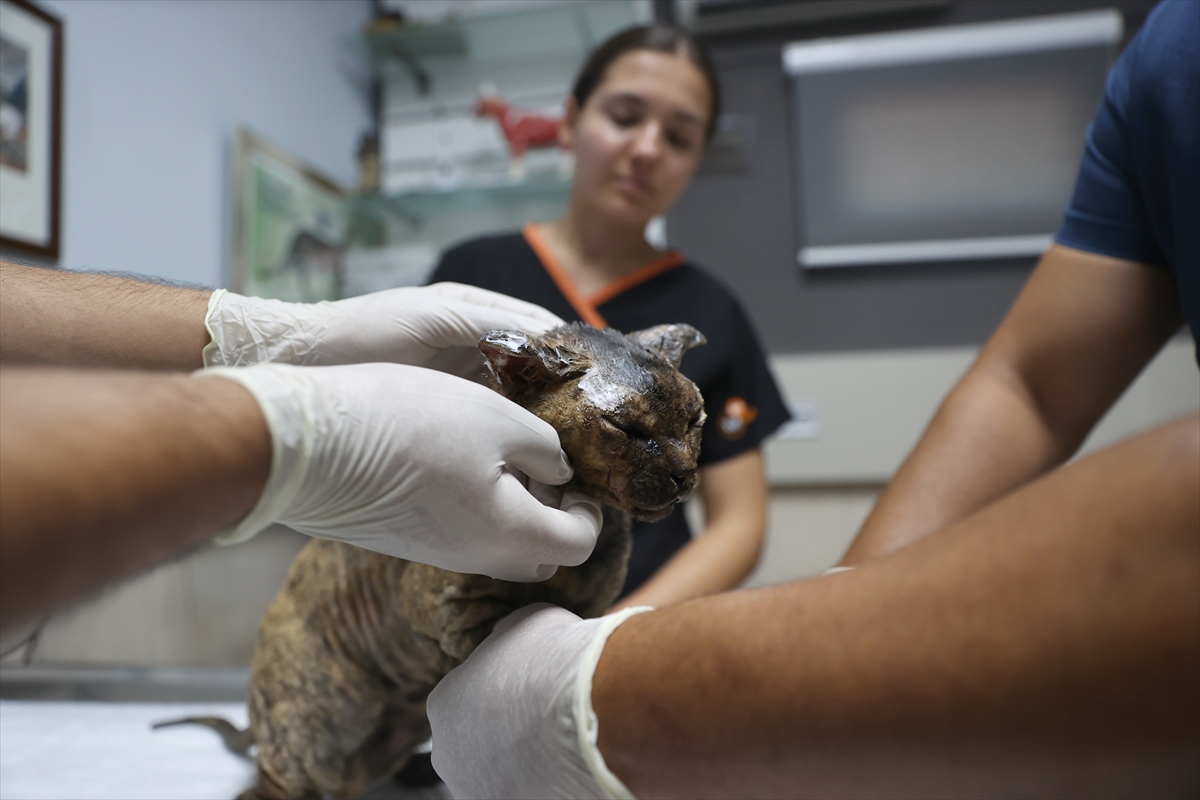 Veteriner Aslan: Luna alevlerden kaçıp yaşama tutundu