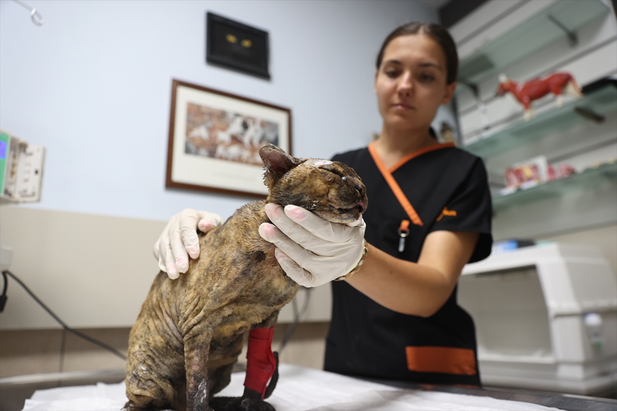 Veteriner Aslan: Luna alevlerden kaçıp yaşama tutundu