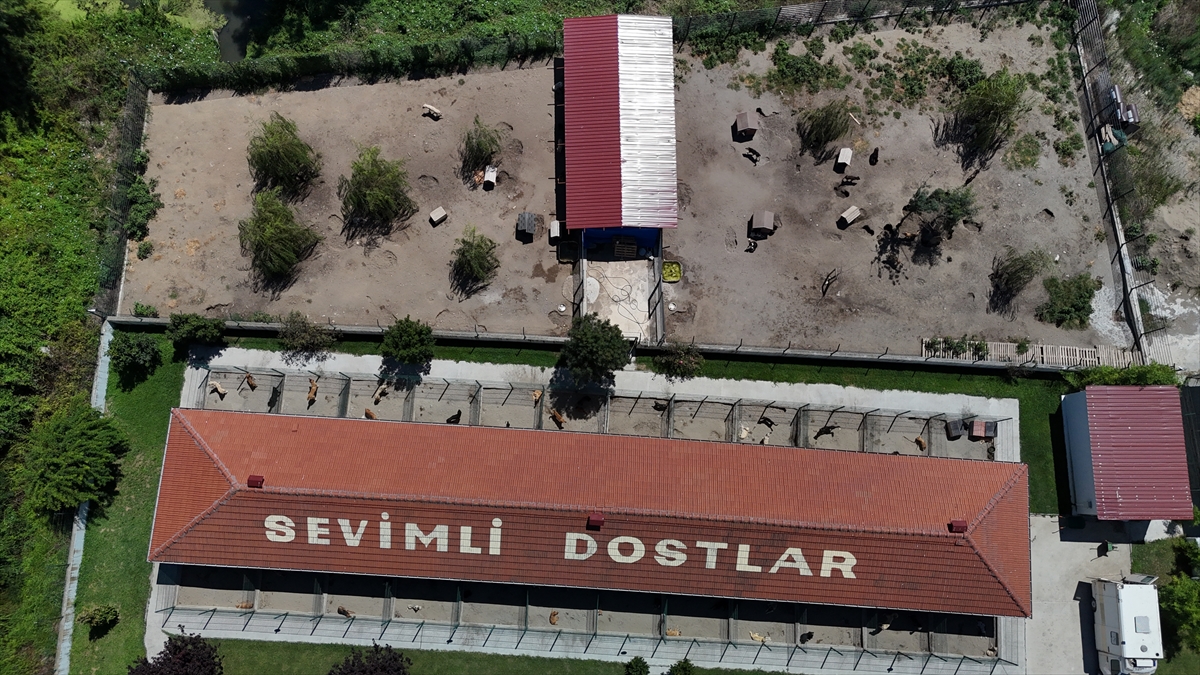 Sakarya'da sahipsiz köpekler toplatıldı, şikayetler azaldı