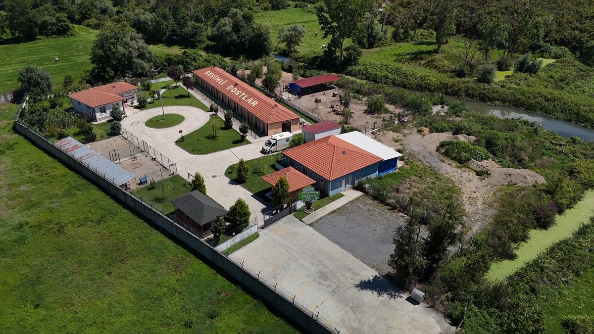 Sakarya'da sahipsiz köpekler toplatıldı, şikayetler azaldı