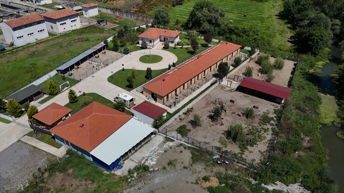 Sakarya'da sahipsiz köpekler toplatıldı, şikayetler azaldı