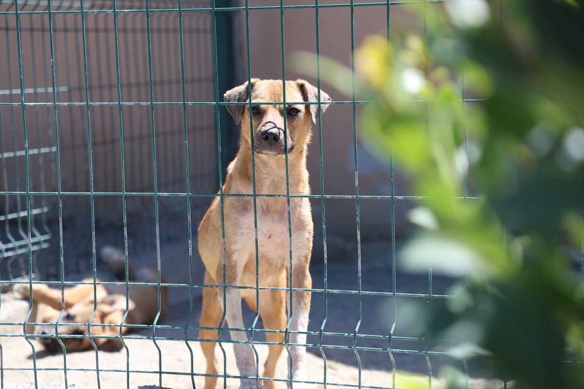 Sakarya'da sahipsiz köpekler toplatıldı, şikayetler azaldı