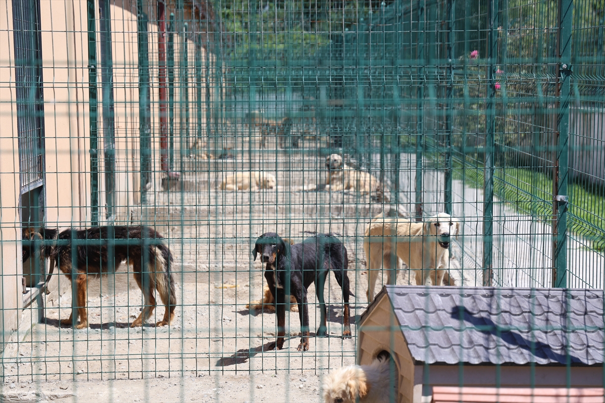 Sakarya'da sahipsiz köpekler toplatıldı, şikayetler azaldı