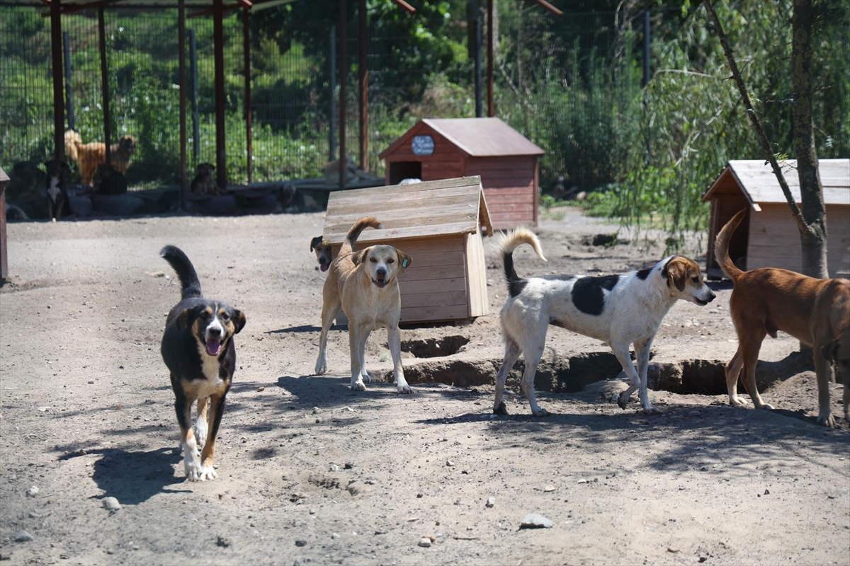 Sakarya'da sahipsiz köpekler toplatıldı, şikayetler azaldı