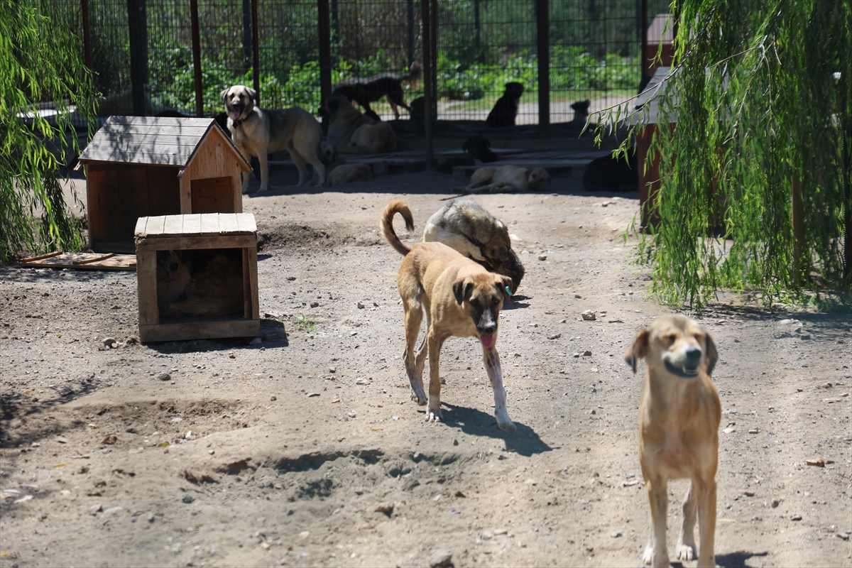 Sakarya'da sahipsiz köpekler toplatıldı, şikayetler azaldı