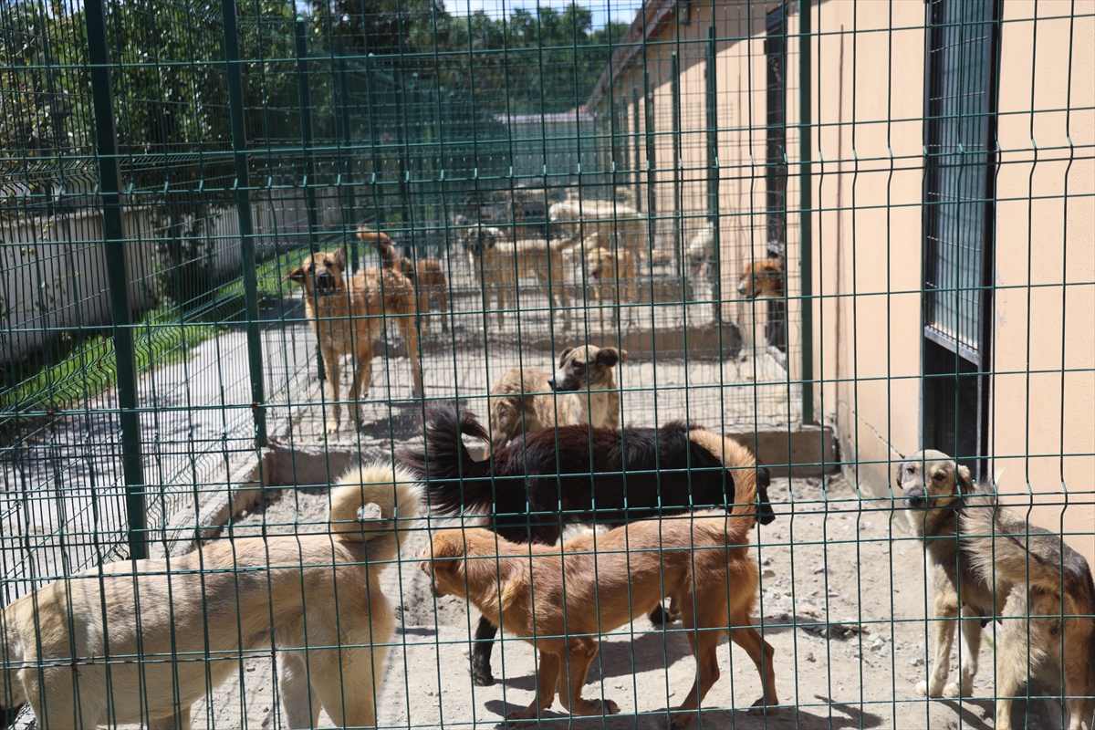 Sakarya'da sahipsiz köpekler toplatıldı, şikayetler azaldı