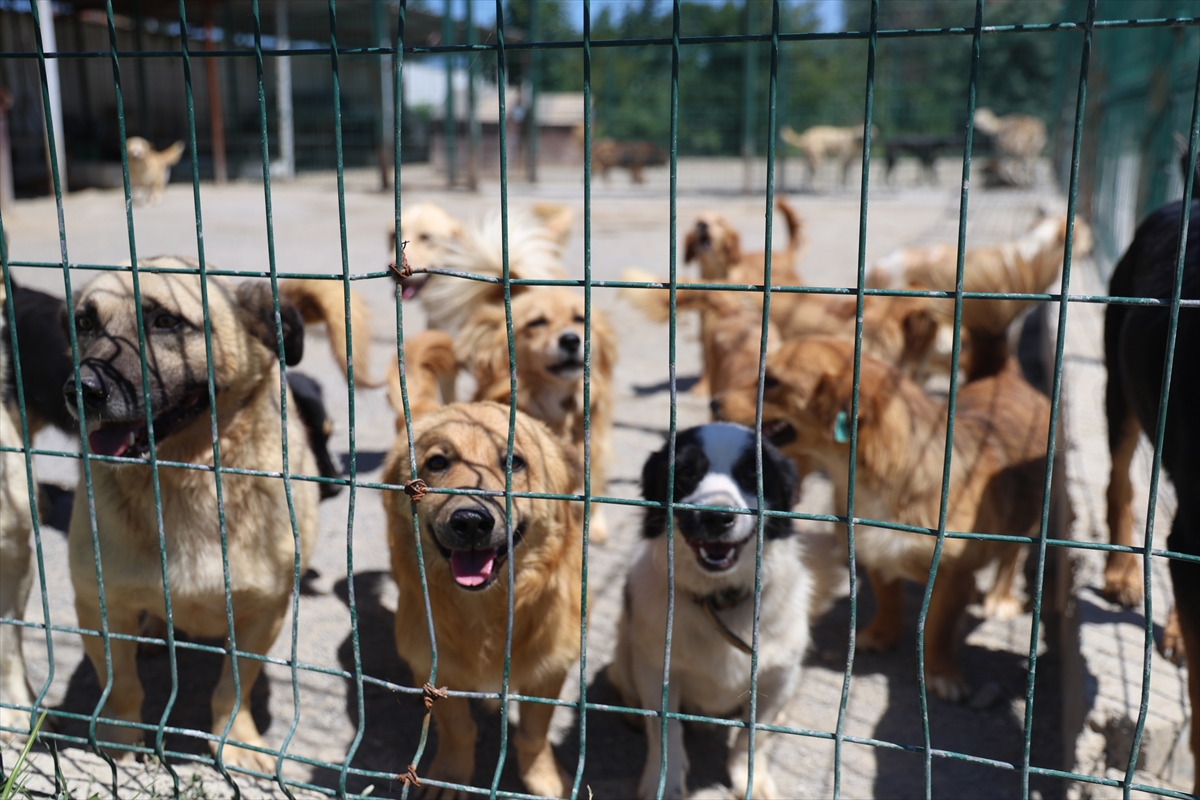 Sakarya'da sahipsiz köpekler toplatıldı, şikayetler azaldı