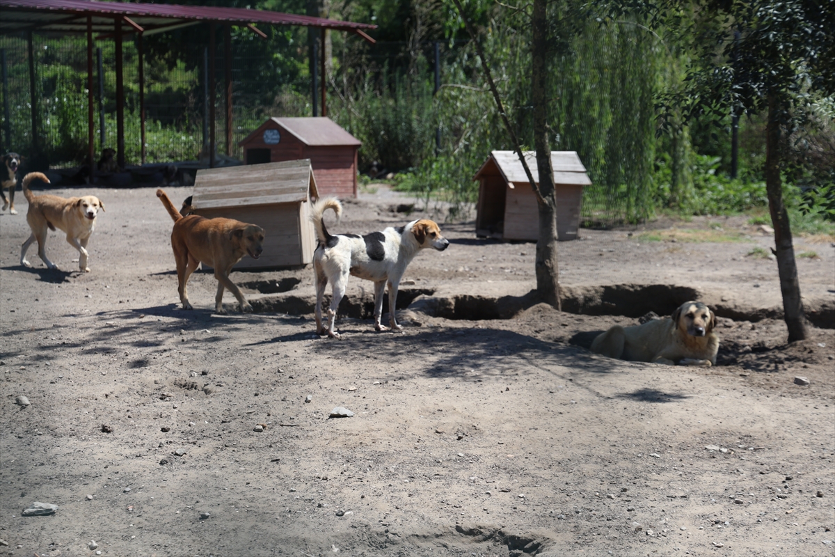 Sakarya'da sahipsiz köpekler toplatıldı, şikayetler azaldı