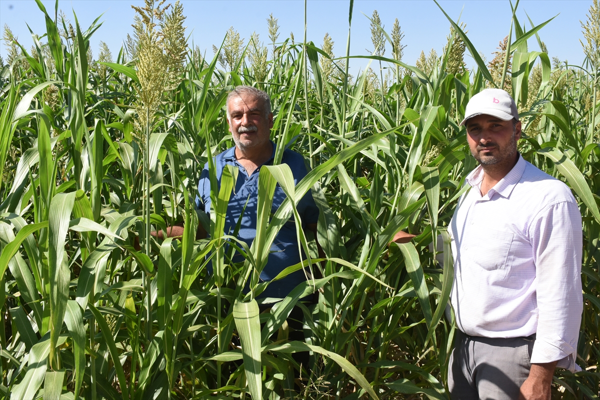 İl Müdürü Akar: Sorgun otu Malatya hayvancılığında alternatif