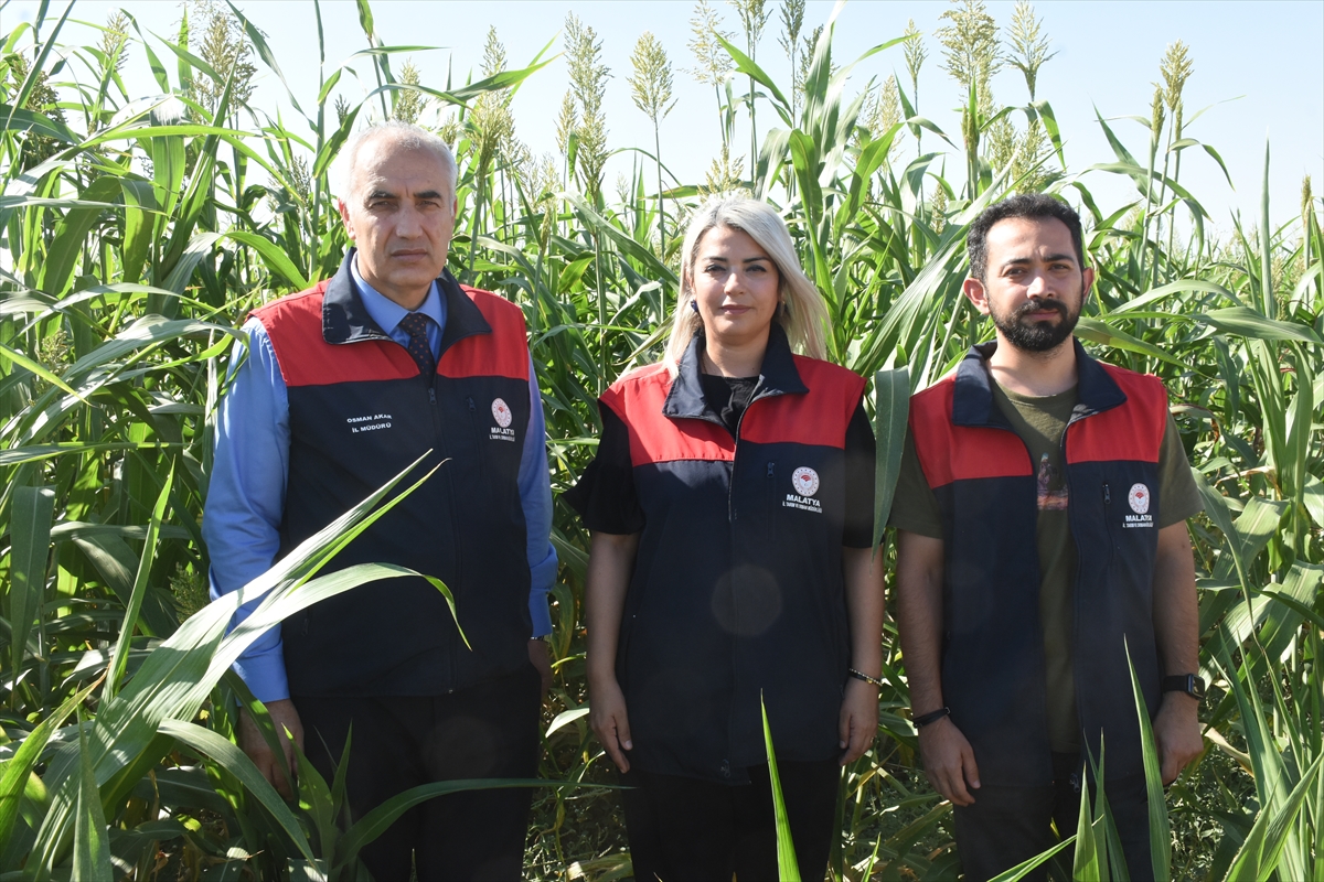 İl Müdürü Akar: Sorgun otu Malatya hayvancılığında alternatif