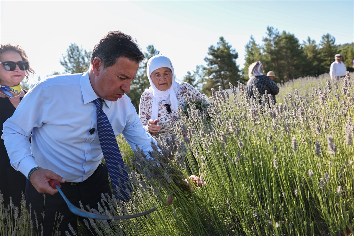 Muğla'da Koku Vadisi'nde lavanta hasadı şenlikle başladı