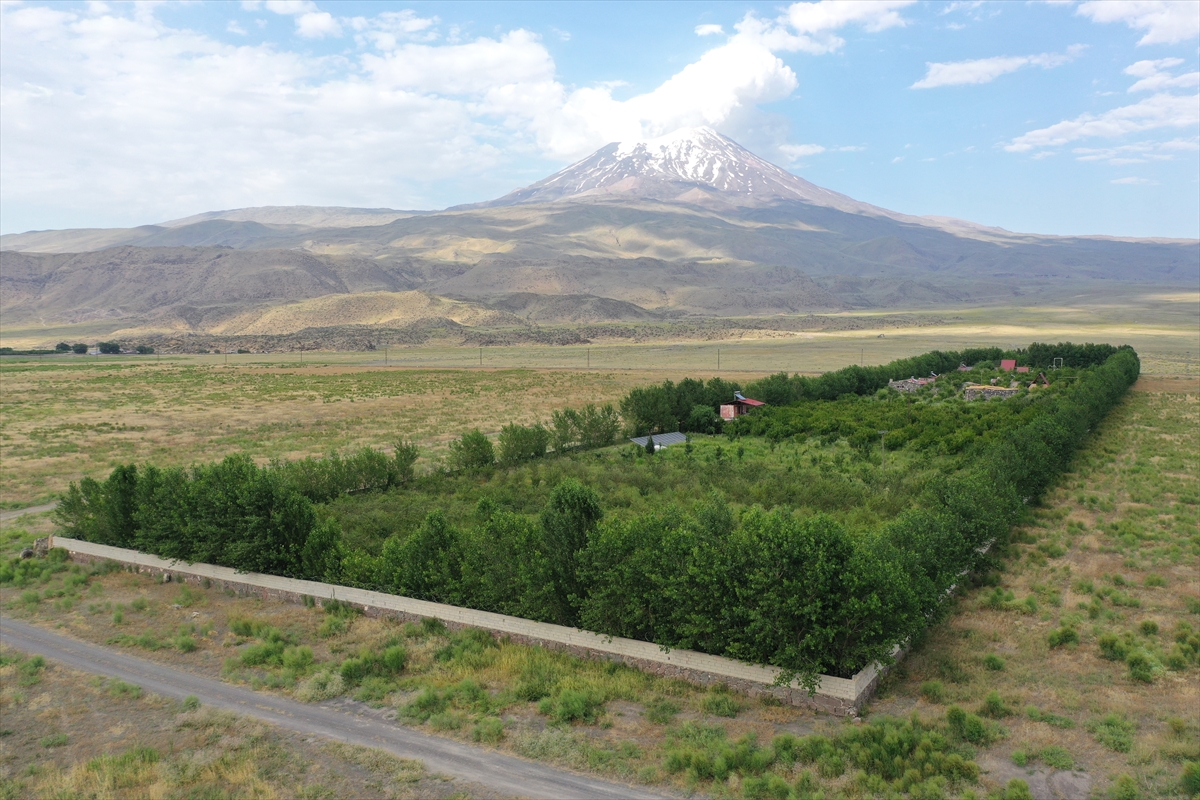 Kaymakam Ayvat: Ağrı Dağı eteklerinde meyve hasadı başarı