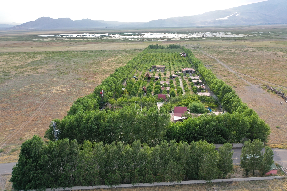 Kaymakam Ayvat: Ağrı Dağı eteklerinde meyve hasadı başarı