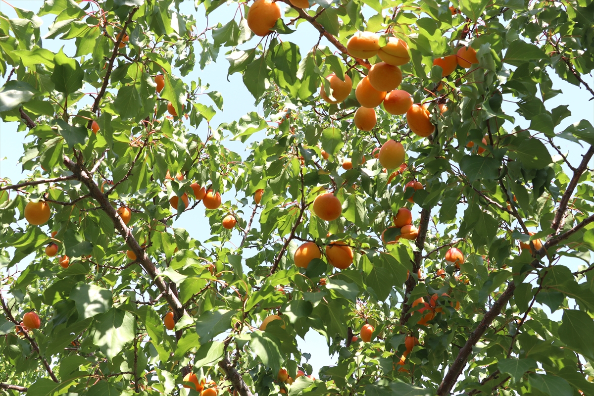 Kaymakam Ayvat: Ağrı Dağı eteklerinde meyve hasadı başarı