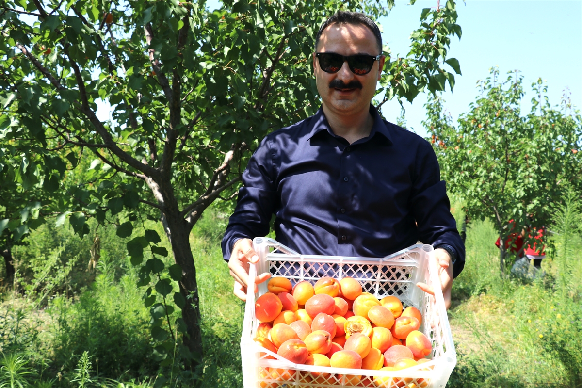 Kaymakam Ayvat: Ağrı Dağı eteklerinde meyve hasadı başarı