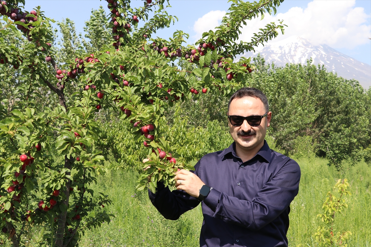 Kaymakam Ayvat: Ağrı Dağı eteklerinde meyve hasadı başarı