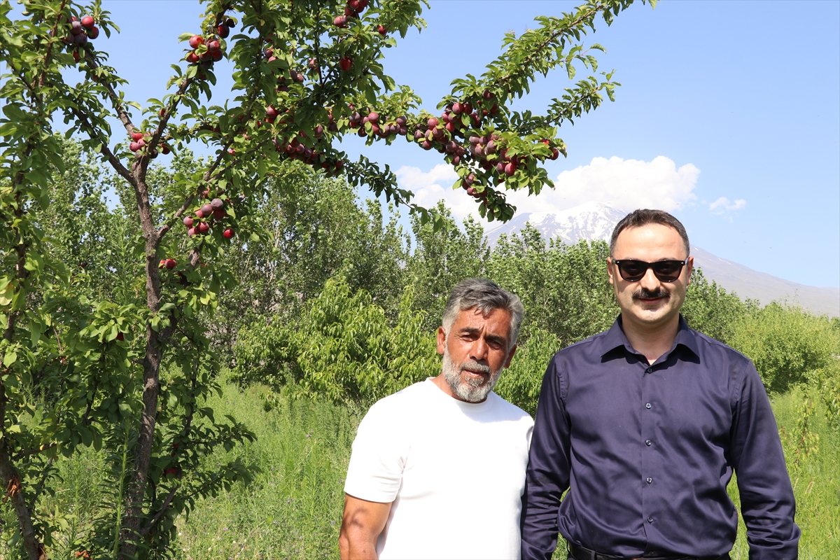 Kaymakam Ayvat: Ağrı Dağı eteklerinde meyve hasadı başarı