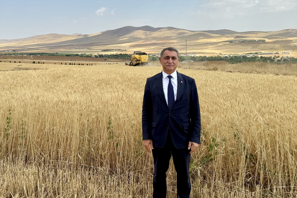 Kırşehir'de doğru tohum ve yağışla buğday verimi %100 arttı
