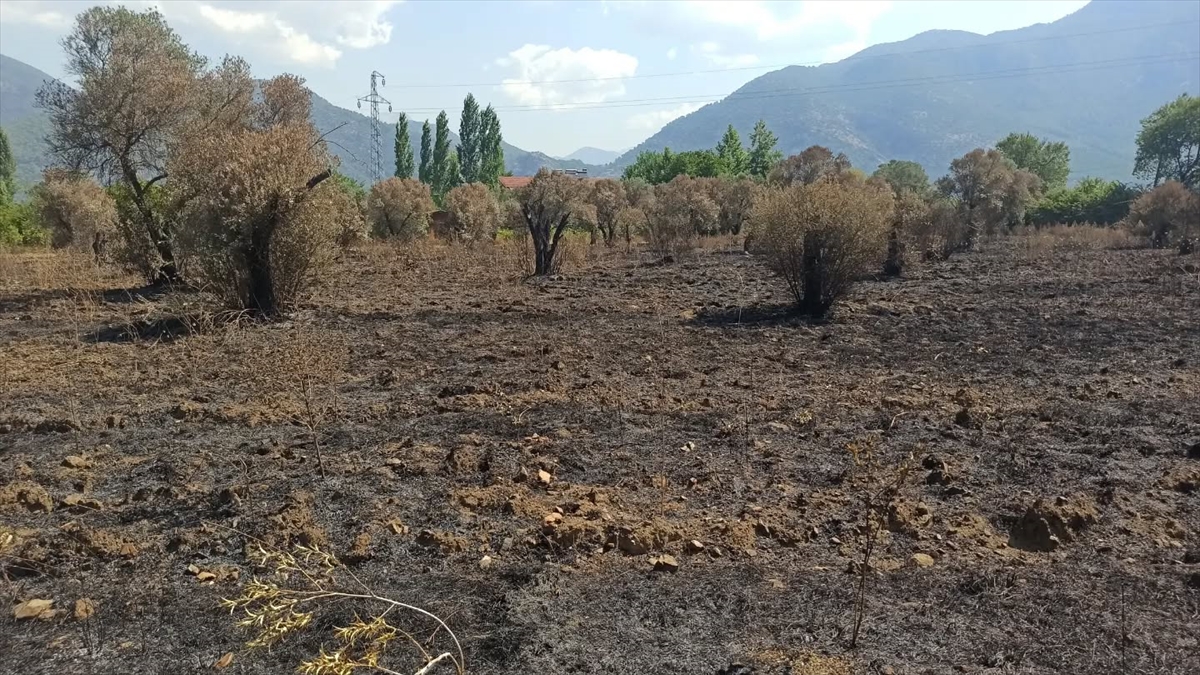 Fethiye yangını: Tarım alanlarında hasar tespiti sürüyor