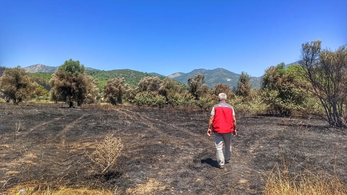 Fethiye yangını: Tarım alanlarında hasar tespiti sürüyor