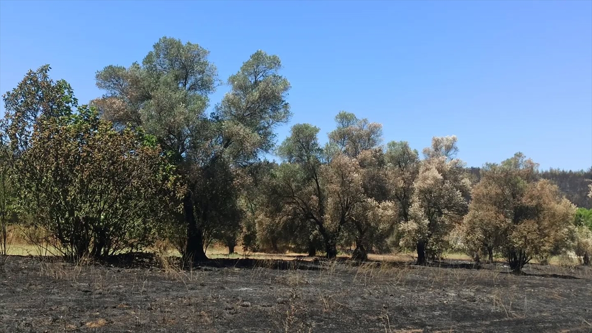 Fethiye yangını: Tarım alanlarında hasar tespiti sürüyor