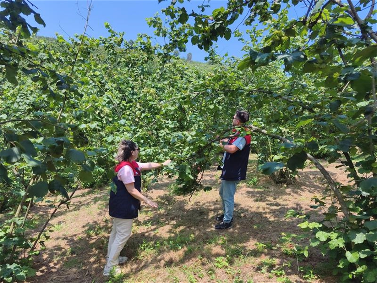 Düzce fındık hasat tarihleri açıklandı: Uzun'dan uyarı