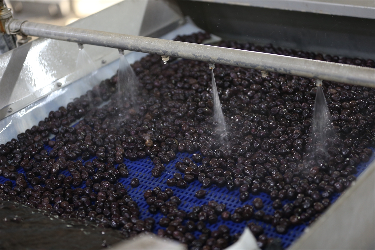 Marmarabirlik ihracatta rotayı Orta Doğu'ya çevirdi