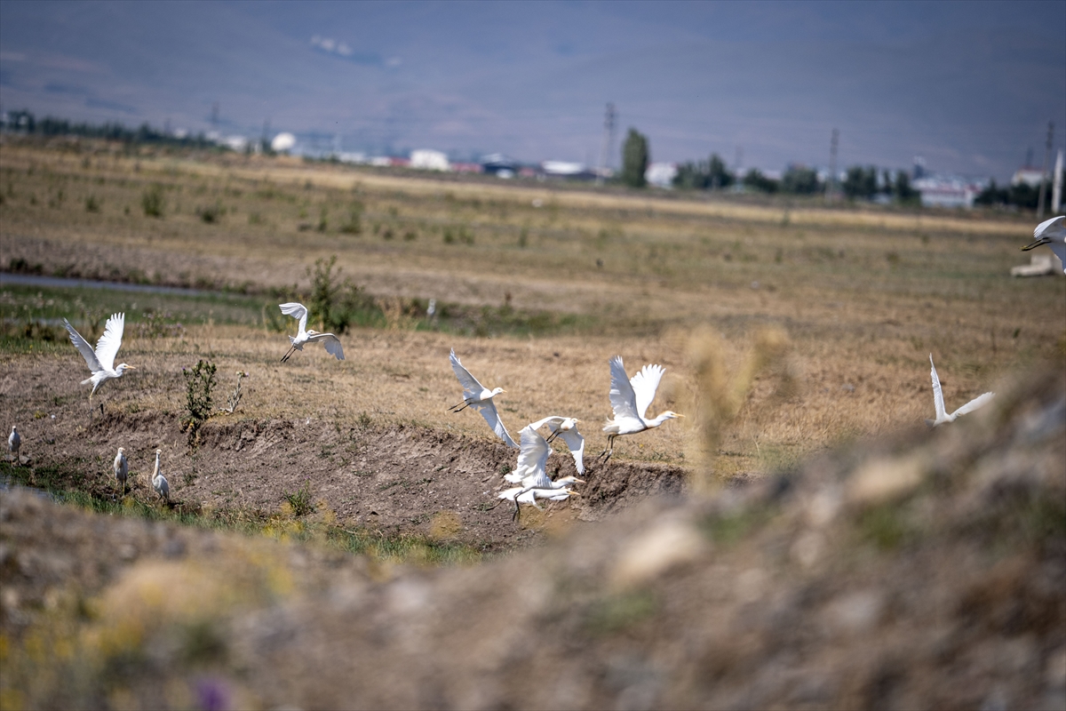 Erzurum'daki sulak alanlar 300'den fazla göçmen kuşu ağırlıyor