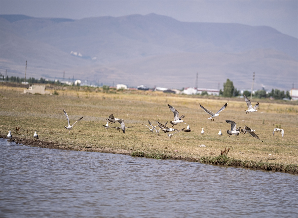 Erzurum'daki sulak alanlar 300'den fazla göçmen kuşu ağırlıyor