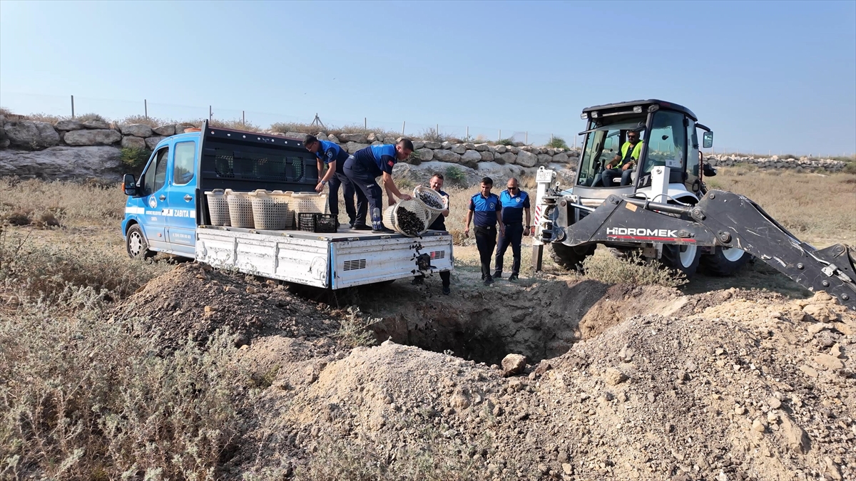 Mersin'de ele geçirilen 200 kilogram bozuk midye dolma imha edildi