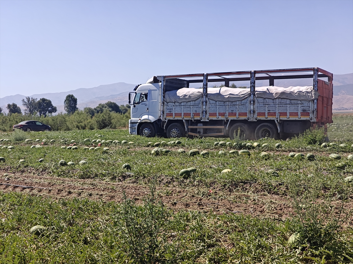 Muş Ovası'nda karpuz hasadı başladı