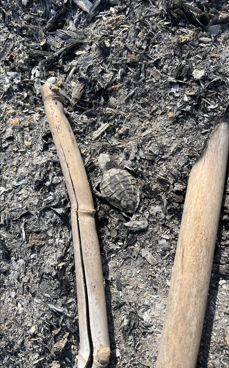 Prof. Dr. Canbolat: Caretta caretta yavrusu kumsaldaki ateşte can verdi