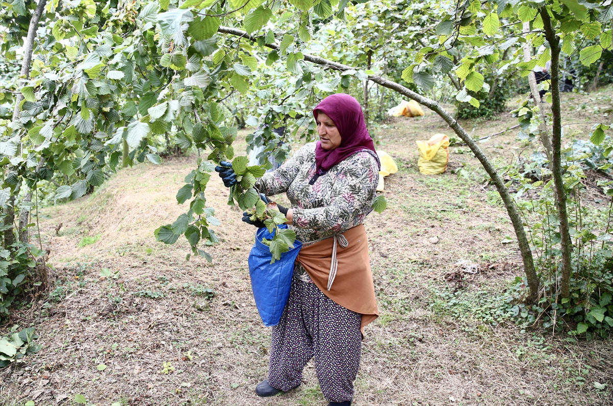 Giresun'da fındık hasadı başladı: Üreticiler bahçelere indi