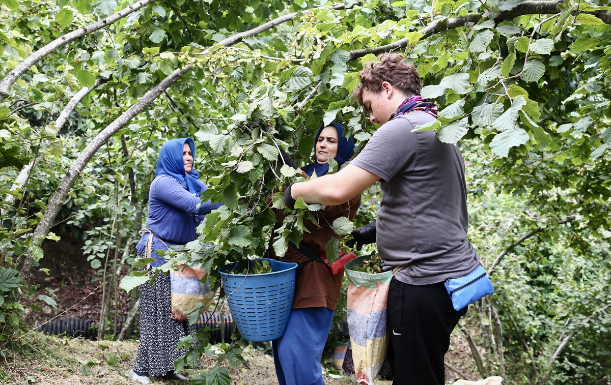 Giresun'da fındık hasadı başladı: Üreticiler bahçelere indi