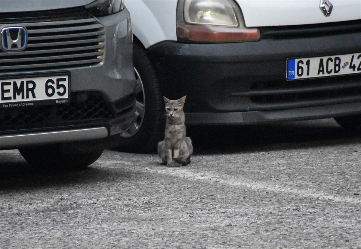 Trabzon'da itfaiye, otomobilde sıkışan yavru kedileri kurtardı