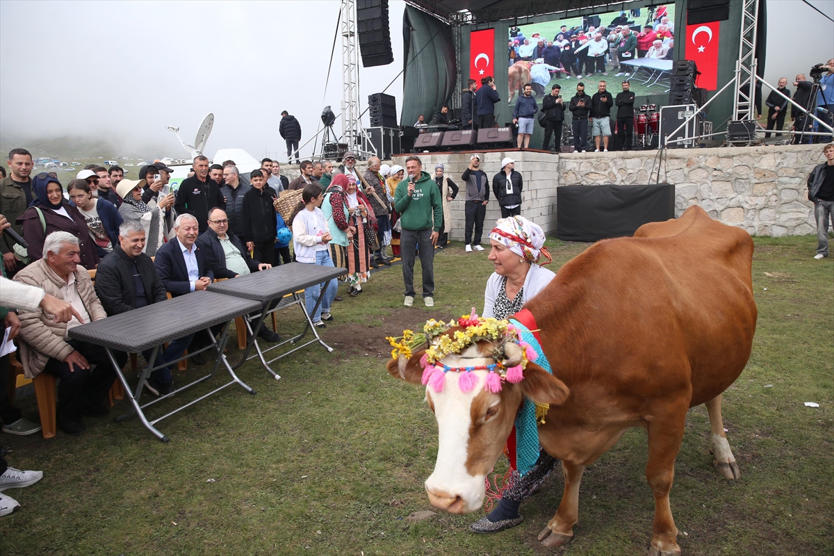 Rize Ovit Yayla Şenliği 26. kez düzenlendi: İnek yarışması yapıldı