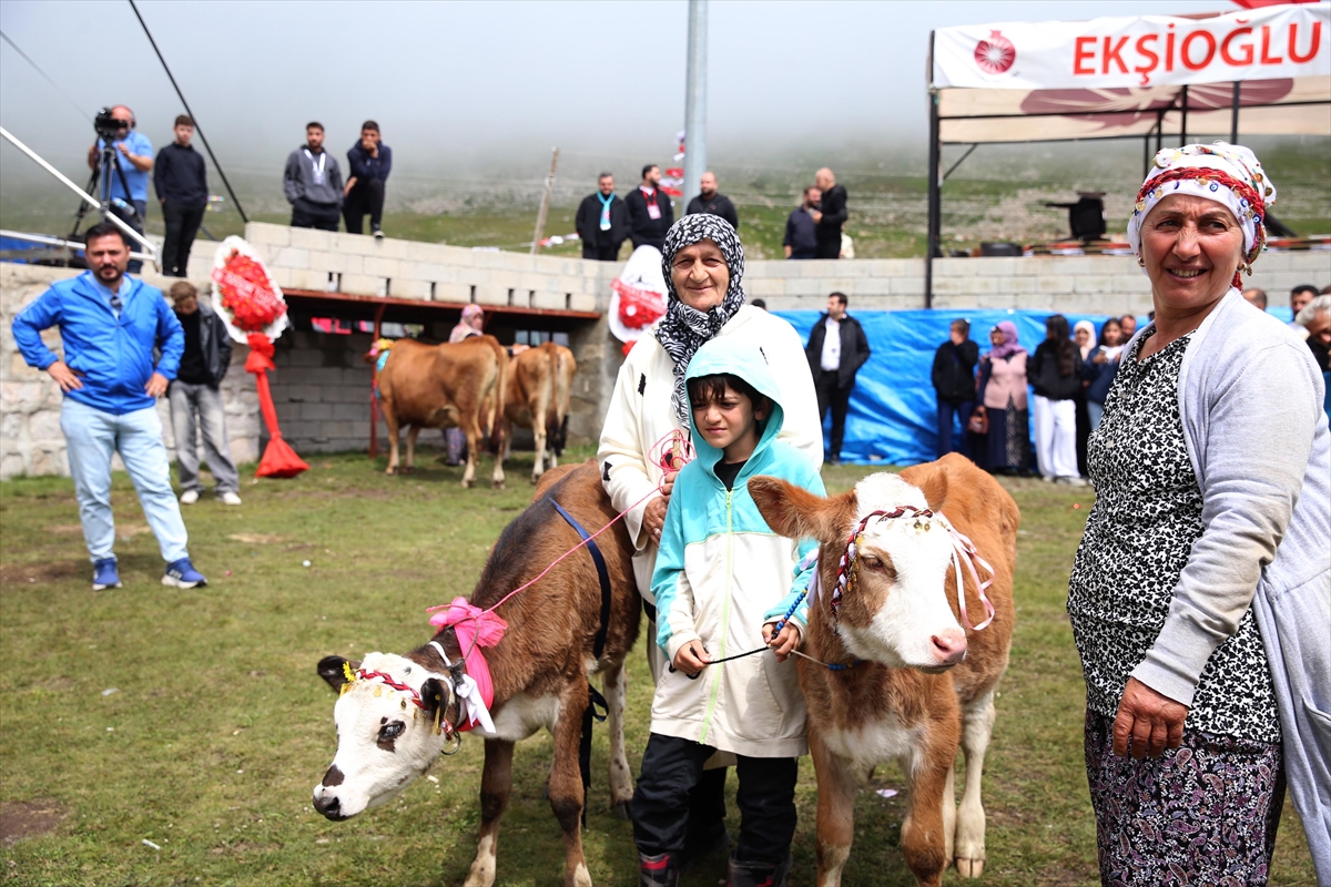 Rize Ovit Yayla Şenliği 26. kez düzenlendi: İnek yarışması yapıldı