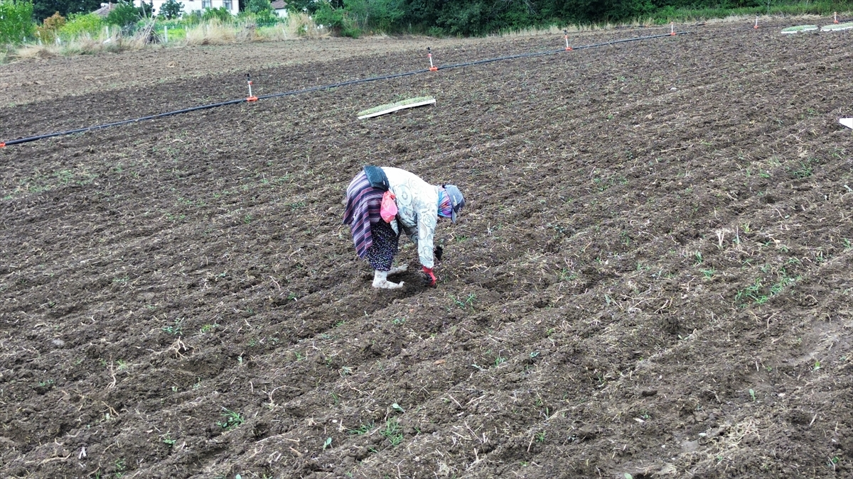 Bafra Ovası'nda kışlık sebze dikimi başladı