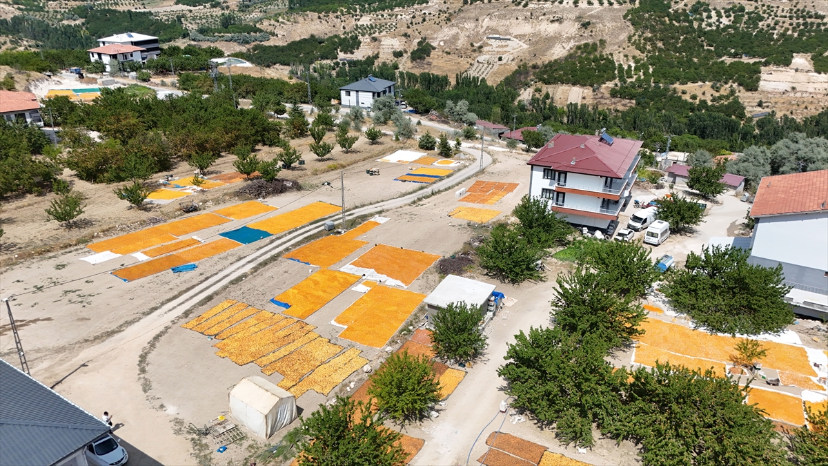 Malatya'da kayısı hasadı: Yüksek rakımda bereketli sezon
