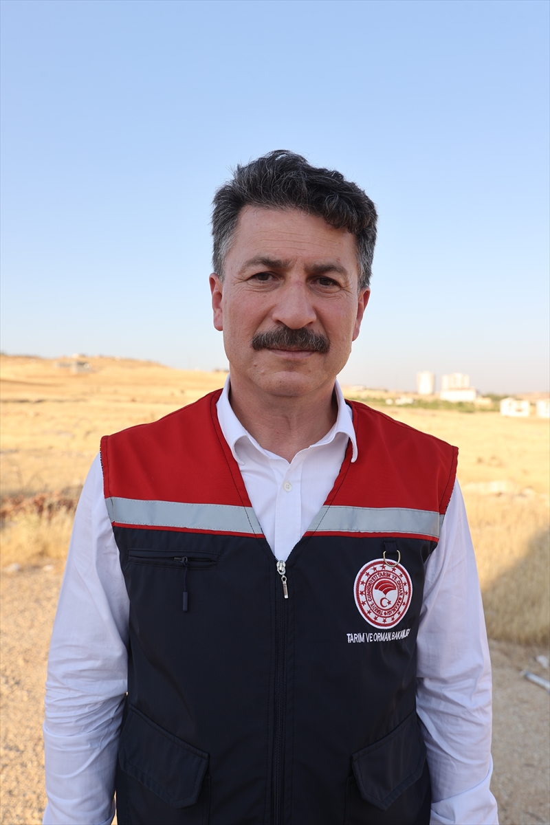 Güneydoğu'da anız yangınlarıyla mücadele sonuç veriyor